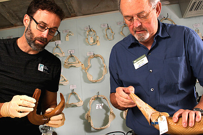 Florida Museum division of fishes curator Larry Page and collection manager Rob Robins check the identification of two individuals of gar collected from Cuba at the request of an outside researcher. The fish collection at the Florida museum contains more than 2.2 million specimens and was ranked as the tenth most important fish specimen resource in North America. Credit&#58; Zach Randall